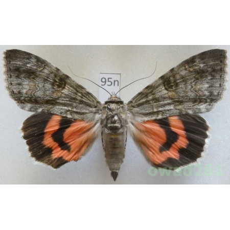 Catocala nupta (Linnaeus, 1767) Czech95n